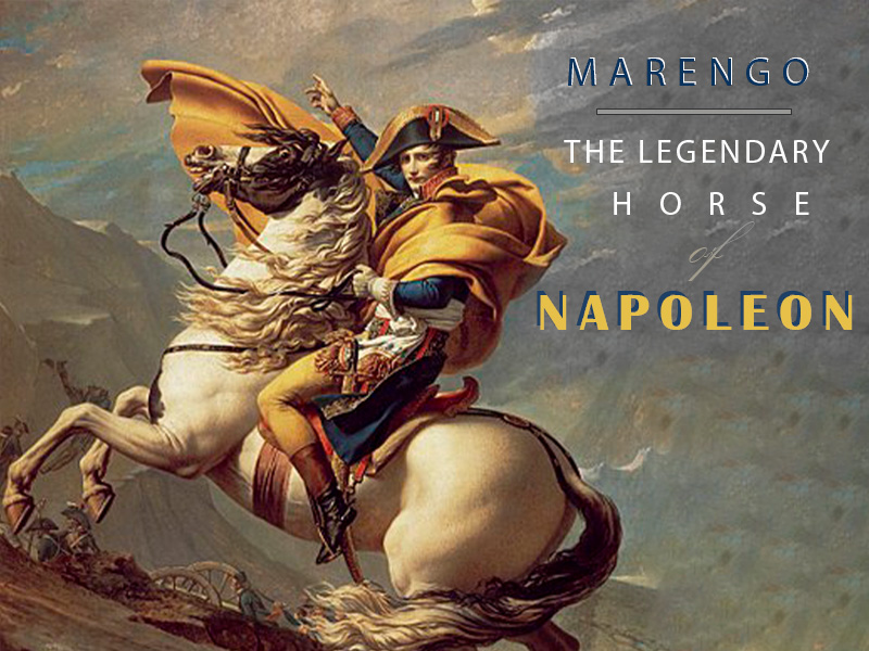 MARENGO – THE LEGENDARY HORSE OF NAPOLEON
