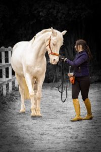 Equestrian and Dressage